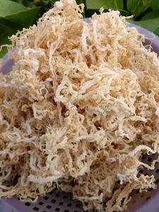 สาหร่ายทะเลดิบคุณภาพส่งออกจากเวียดนามโดย 99 โกลด์ ดาต้า สำหรับสุขภาพ ดีท็อกซ์ สมูทตี้ วีแกน อาหารเสริม - Product Image 5