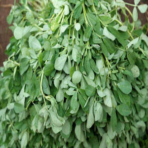 Hojas de Fenogreco Kasuri Methi de la India, Certificación ISO, Suministro a Granel, Importadores de Especias, Empresas de Procesamiento de Alimentos, Comercio Internacional - Product Image 6