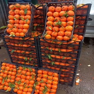 Oranges jaunes fraîches, sucrées et juteuses, biologiques de qualité supérieure, d'Égypte, durée de conservation de 2 mois, classe 1, grade 1, 15 kg - Product Image 1