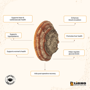 LiGNO SH02 ™   Poudre de Sang Huang - OEM Malaisie pour Aliments et Boissons Fonctionnels Anti-inflammatoires - GMP - Product Image 5
