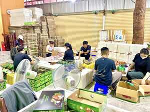 Mangoustan frais | Vente en gros de fruits biologiques 100% du Vietnam | Meilleur prix et haute qualité - Product Image 4