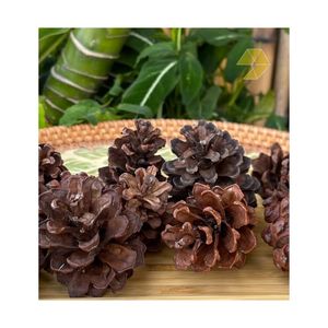 SELLING PINE <b>CONES</b> FOR COLORING AND <b>CHRISTMAS</b> DECORATING SMALL DIY CRAFTS ITEM MADE IN VIETNAM PINE <b>TREE</b> ORNAMENTS CHEAP PRICE - Product Image 1
