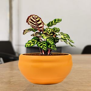 Small Multi Ceramic <b>Pot</b> Planter with Drain Holes for <b>Succulents</b> Decorative Indoor Outdoor Gamla for Balcony Home Office - Product Image 5