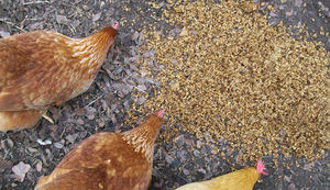 Residuos de Cerveza Secados para Alimentación Animal - 24% de Proteína, Certificación ISO HACCP, Alimento para Ganado y Cerdos de Vietnam - Viet Delta - Product Image 4