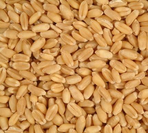 Listo para Enviar, Venta al por Mayor de Granos de Trigo Premium, Suministro a Granel, Grado Alimenticio, Producto de Exportación de Alta Calidad - Product Image 1