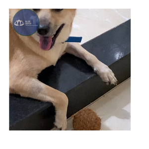 BEST SELLER Jouet à mâcher pour chien de qualité supérieure, nœuds en corde de coton naturel, jeu d'intérieur, export - Product Image 1