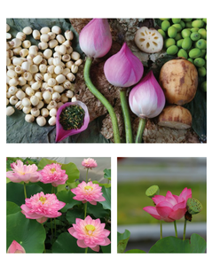 Semillas de Loto Dulces y Tiernas Enlatadas en Almíbar de Vietnam, Perfectas para Cocinar o Disfrutar Directamente de la Lata - Product Image 5