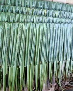 HOJAS DE COCO DE ALTA CALIDAD / DURADERAS, FLEXIBLES Y APTAS PARA USO TRADICIONAL E INDUSTRIAL - Product Image 4