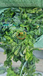 Vietnam Ulva Lactuca polvo verde Laver sostenible algas suplemento de alimentación potenciador del suelo polvo de algas secas para fertilizante - Product Image 3