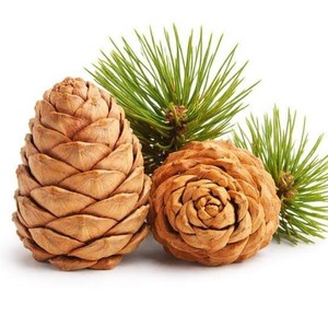 Wholesale Bulk Manufacturer Atlas Cedarwood 1 KG (Cedrus Atlantica) <b>Essential</b> <b>Oil</b> - With Therapeutic Grade - ISO & GMP Certified - Product Image 1