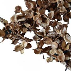 Pétalos de Algodón de Primera Calidad, Populares y Ecológicos, para Manualidades, Graduación, Halloween, Bodas, Día de la Madre, Eventos en el Hogar y Oficina, Larga Duración, 2026 - Product Image 1
