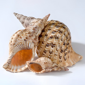 Trumpet <b>shells</b> decorative <b>shell</b> beach gift decor <b>ornament</b> discount deal natural triton seashell - Product Image 3