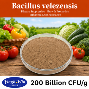 Bacillus Velezensis 200 Mil Millones de UFC/g Agente de Control <span class=keywords><strong>Biológico</strong></span> para la Supresión de Patógenos de Podredura Radicular - Product Image 1