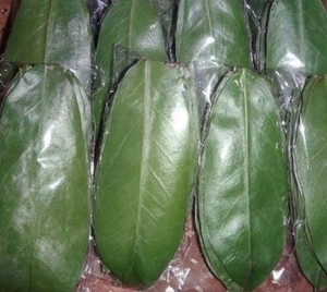 Feuilles de corossol séchées (feuilles de Graviola) – Thé aux herbes naturel |   Fournisseur d'exportation premium du Vietnam // M. Tom - Product Image 1