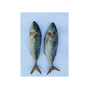 Pescado fresco de caballa directo de fábrica, envasado para distribución comercial - Product Image 6