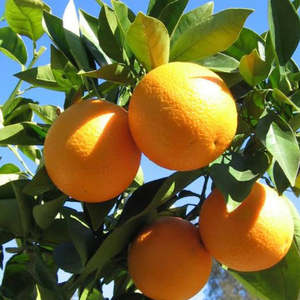 Naranjas Frescas Premium, Venta Caliente, Precio de Fábrica, Cítricos Jugosos sin Semillas, Venta al por Mayor a Granel, Productos de Calidad para Exportación - Product Image 3