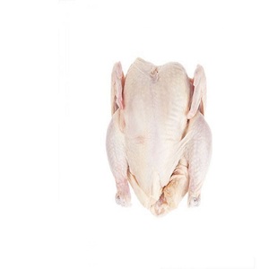 Pollo Entero Congelado Halal de Alta Calidad |   Pollo Congelado Entero y en Piezas Disponible para la Venta a Bajo Precio - Product Image 1