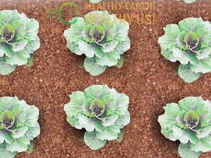 Eco2go Vietnam High Quality Organic Coconut <b>Coir</b> <b>Block</b>-Eco-Friendly - Organic Mulch for Professional Landscaping - Product Image 5