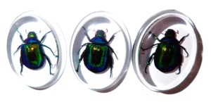 Escarabajo Colorido, Espécimen Real, Cabujón de Plástico Ovalado 31x41 mm, Base Plana Transparente, Marca NA Moderna para Manualidades y Joyería - Product Image 4