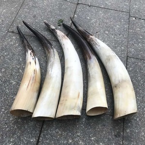 Natural Buffalo Horns <b>Raw</b> Animal Shape Art Collectible Decorative Craft Material - Product Image 1