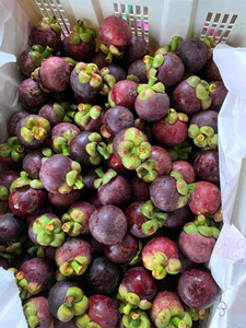 มังคุดสีม่วงพรีเมียม เกรดเอ ผลไม้สดจากฟาร์ม ผลไม้เมืองร้อนสำหรับสมูทตี้ น้ำผลไม้ ของหวาน เวียดนาม - Product Image 6