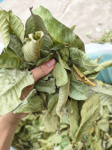 Feuilles de goyavier séchées nutritives, parfaites pour soutenir le système immunitaire et les produits botaniques pour les réseaux de distribution mondiaux - Product Image 6