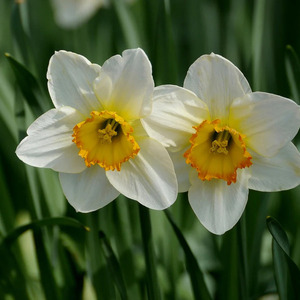 Nargis (Narcissus) Absolute | Premium <b>Bulk</b> Supplier Wholesale Manufacturer OEM Private Label - Product Image 5