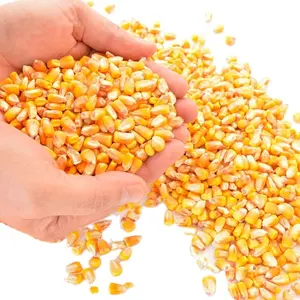 feed corn prices corn for chicken feed corn for feeds chicken