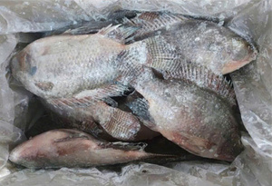 VAN BACH TUNG Pescado Crudo Congelado BQF Premium 1kg Alta Calidad Precio Alto Valor Nutricional 100% Natural Envasado al Vacío Vietnam - Product Image 5