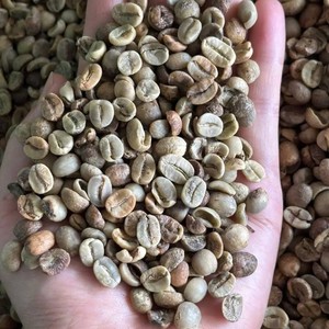 Vietnam Arabica Natural <b>Coffee</b> <b>Beans</b> Bulk Raw Green Export Quality Supplier for <b>Coffee</b> Roasters - Product Image 1