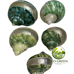 Coquilles turbo naturelles irisées polies pour la décoration d'aquariums, remplacement de coquilles de crabe ermite, art et artisanat côtiers - Product Image 1