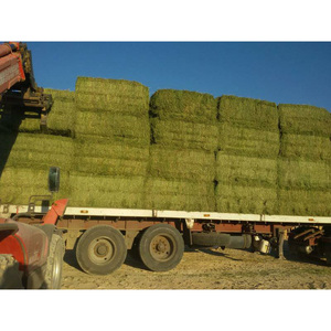 Heno de Alfalfa de Alta Calidad en Pacas, Rico en Proteínas para la Nutrición de Caballos, Ganado Vacuno y Ovejas - Product Image 3