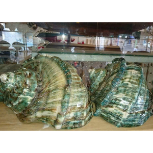 เปลือกหอยหยกเทอร์โบสีขาวธรรมชาติ สำหรับตกแต่ง เปลือกหอยทะเลขนาดใหญ่ เปลือกหอยเกลียวสีขาว เปลือกหอยสังข์ เปลือกหอยหยกเทอร์โบ เปลือกหอยทาก - Product Image 6