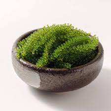 UN REGALO DE ALGAS NATURALES DE ALTA CALIDAD/EXPORTACIÓN DE ALGAS DE VIETNAM - Product Image 6