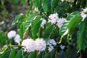 Café de Goteo Natural con 5% de Humedad, Sabor Amargo, Larga Vida Útil, Tipo Tostado Francés, Granos de Robusta Premium de Dalakon, Vietnam - Product Image 6