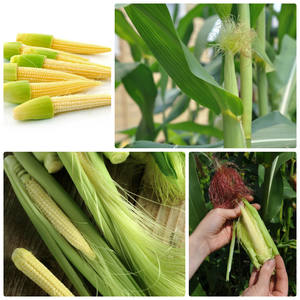 Maïs sucré en vrac bon marché sain, surgelé, mélange de légumes - Product Image 4