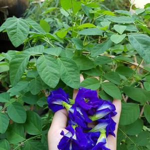 Flor de Guisante Mariposa de Calidad PREMIUM |   Secado al Sol |   Sin Aditivos - Product Image 2