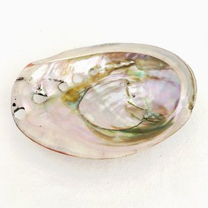 Polished cut <b>abalone</b> <b>shell</b> good price natural seashell for craft & ocean vibe decoration wholesale - Product Image 5