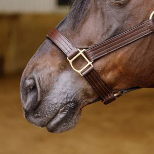 Premium Genuine Leather English style Horse <b>Halter</b> with Soft Padding Adjustable & Durable for Dressage Training Everyday Use - Product Image 2