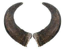 Cuerno de Búfalo para Perros, Cuerno para Masticar, Fábrica de Cuernos en India, Cuerno de la Mejor Calidad con 2 Piezas y Tamaño Personalizado en Oferta - Product Image 2