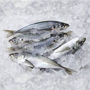 Pescado Caballa Fresca Refrigerada Entera Redonda, Limpia y de Fácil Manipulación, Empaque a Granel en Cartón para Importadores y Mayoristas - Product Image 2