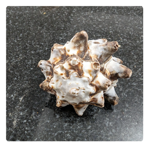 เปลือกหอยทะเลหลากหลายชนิดสำหรับงานฝีมือและการตกแต่ง - Product Image 6