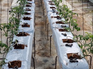 ARAVA Pro Bloc de Fibres de Coco Écologique pour Cultures de Fraises, Tomates, Poivrons, Concombres en Serres au Canada - Product Image 3