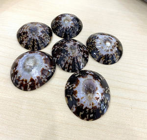 Concha de Limpet Genuina, Recogida Naturalmente del Mar, Concha Decorativa para Manualidades, Decoración del Hogar y Aplicaciones Creativas - Product Image 4