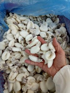 Calamar bébé surgelé prêt à cuisiner, ingrédient pour la transformation alimentaire, la restauration et les restaurants - Product Image 6