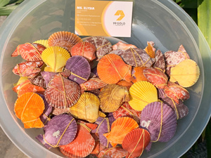 Natural Seashell Gift Craft <b>Abalone</b> <b>Shell</b> Conch Decorative Set Vietnam Wholesale Factory Supply Ocean <b>Shells</b> Hanging Boat - Product Image 5