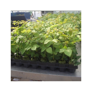 Granulés de coco de haute qualité, combustible biomasse propre pour le chauffage des chaudières et l'énergie industrielle, combustion stable et manipulation facile en vrac - Product Image 5