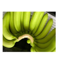 Topkwaliteit Verse Cavendish Banaan Uit India Groene Bananenexporteur Levert Verse Groenten En Fruit Voor De Beste Prijs