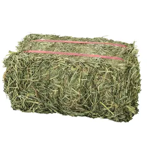 Premium Grade Alfalfa Hay for Animal Feeding Stuff Alfalfa / Alfalfa Hay farm price