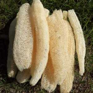 Éponge de Luffa Entière Séchée Naturelle pour le Bain et le Gommage Corporel - Fournisseur Vietnamien - Product Image 5